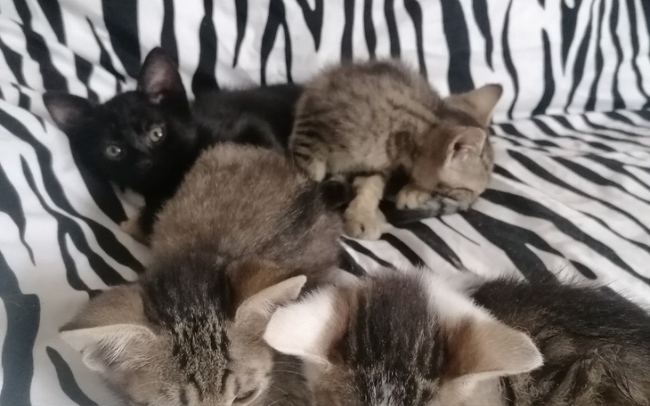 Zbiórka Uratowanym karma i leczenie - zdjęcie główne