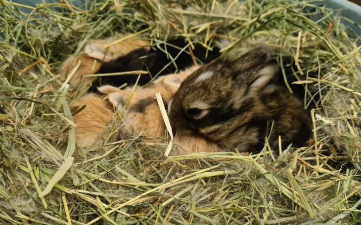 Zbiórka Porzucone na działkach maluszki - zdjęcie główne