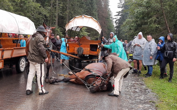 Zbiórka Raport o koniach z Morskiego Oka - zdjęcie główne