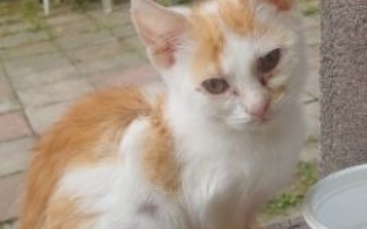 Zbiórka Koszty leczenia zwierząt - zdjęcie główne