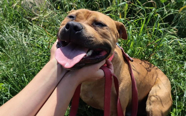 Zbiórka Szansa Lizaka na nowe życie - zdjęcie główne