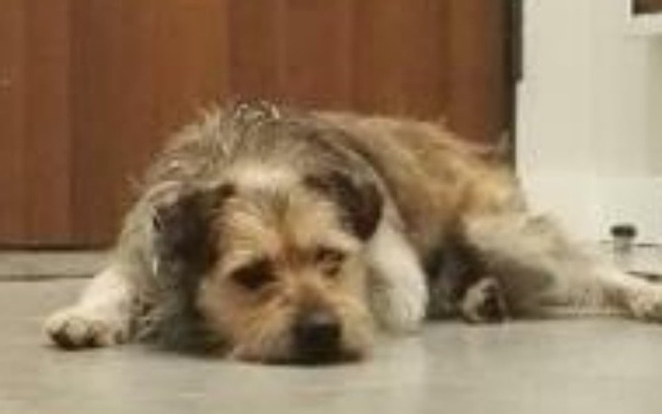 Zbiórka Jasper pomóżcie go uratować - zdjęcie główne