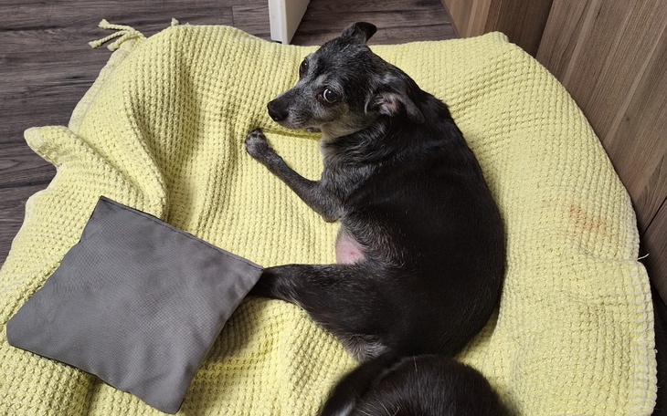 Zbiórka Chika - zdjęcie główne