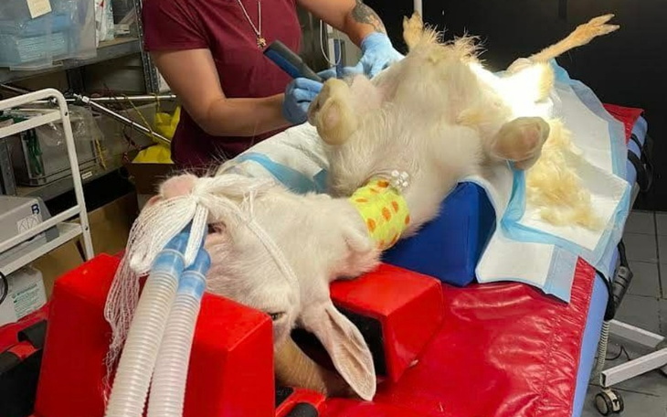 Zbiórka Walczymy o Koziołka - zdjęcie główne