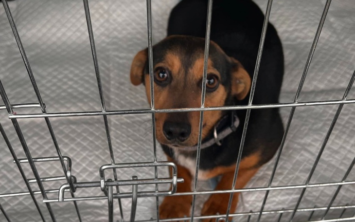 Zbiórka Nusia - niepotrzebnie urodzona - zdjęcie główne