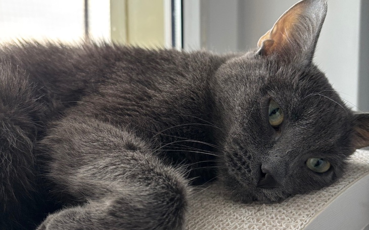 Szary kot odpoczywający na parapecie, zrelaksowany i spokojny.