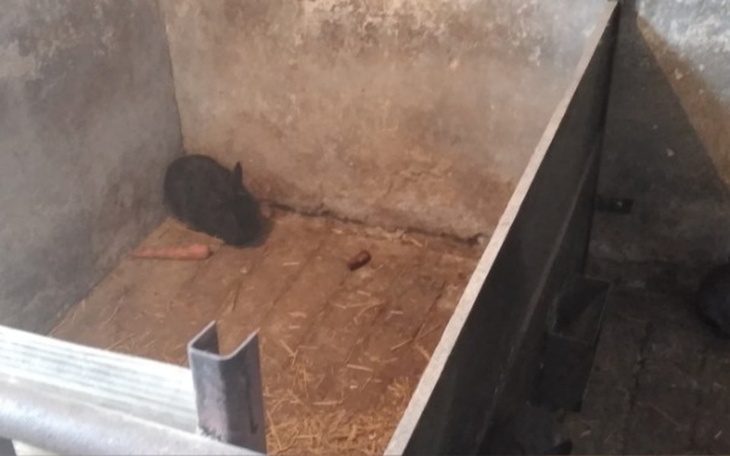 Zbiórka Zbiórka na odebrane króliki - zdjęcie główne