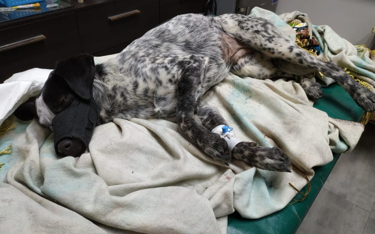 Zbiórka Muszka - połamana i porzucona - zdjęcie główne