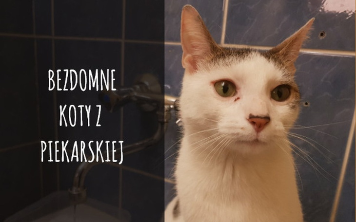 Zbiórka Koty z Piekarskiej - zdjęcie główne