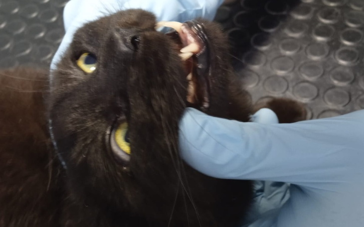 Zbiórka Musinka - zdjęcie główne