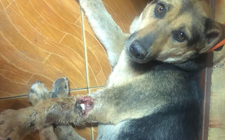 Pies leżący na podłodze z raną na nodze.