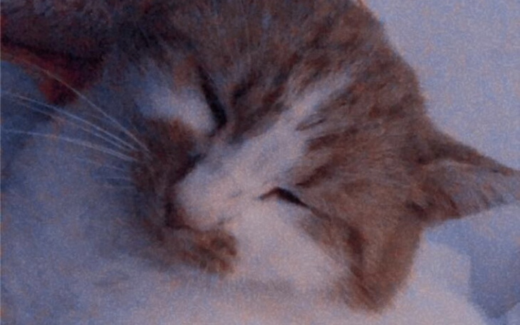 Zbiórka weterynarz dla kota - zdjęcie główne