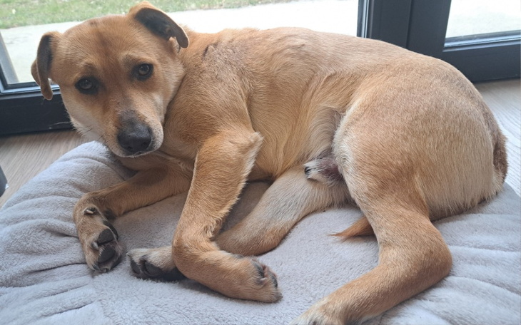 Pies leżący na poduszce, z wyrazem twarzy pełnym spokoju.