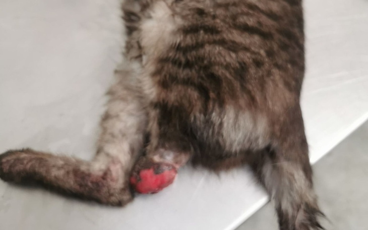 Zbiórka Dla kici z urwaną łapką - zdjęcie główne