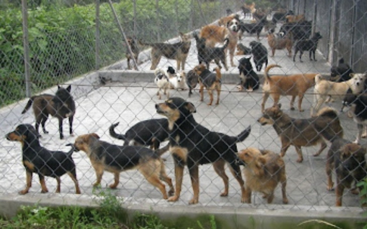 Zbiórka Schronisko dla zwierząt., - zdjęcie główne