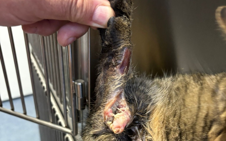 Uszkodzone ucho kota, widoczne rany i podrażnienia.