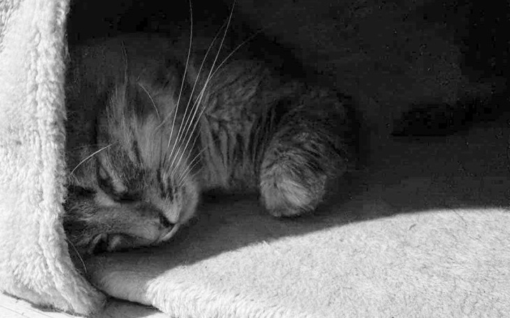 Kot śpi w ciepłym miejscu, z zamkniętymi oczami.