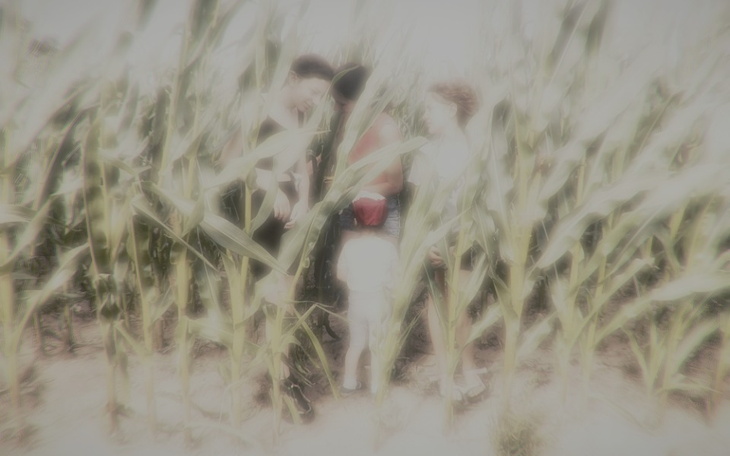 Grupa ludzi w kukurydzy, spędzają czas na świeżym powietrzu.