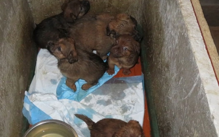 Sześć szczeniąt bawiących się w drewnianym pojemniku.