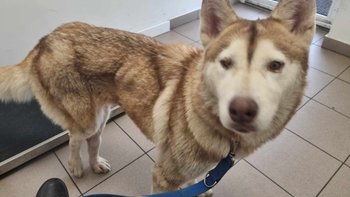 Zbiórka Życie bez cierpienia. - miniaturka zdjęcia