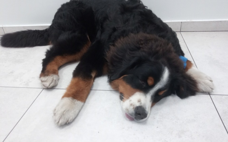 Słodki pies śpiący na podłodze w jasnym pomieszczeniu.