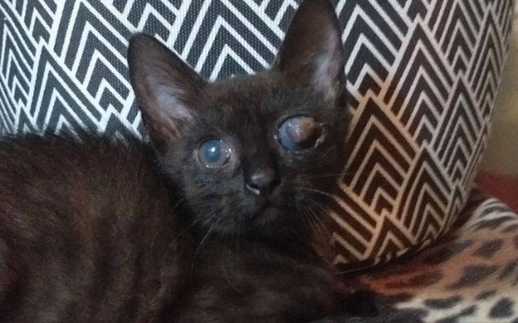 Zbiórka Kot ma wrzoda na oku-operacja - zdjęcie główne