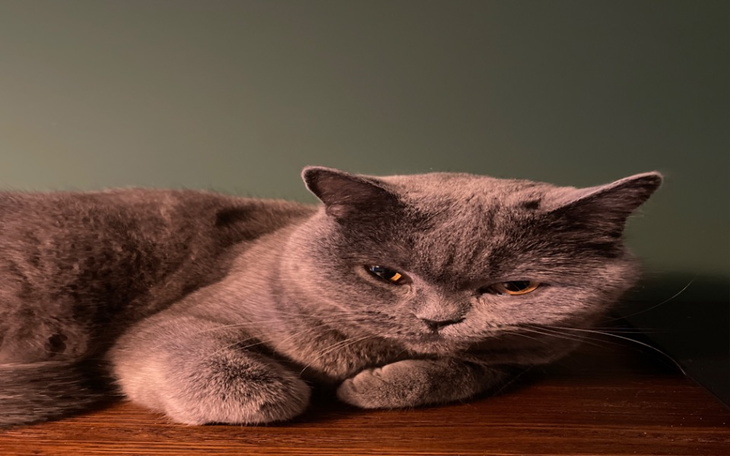 Zbiórka Drapak dla kotka - zdjęcie główne