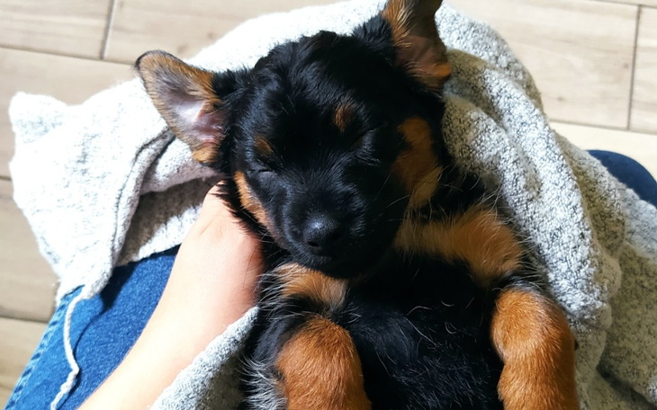 Zbiórka Na leczenie naszej Pchełki - zdjęcie główne