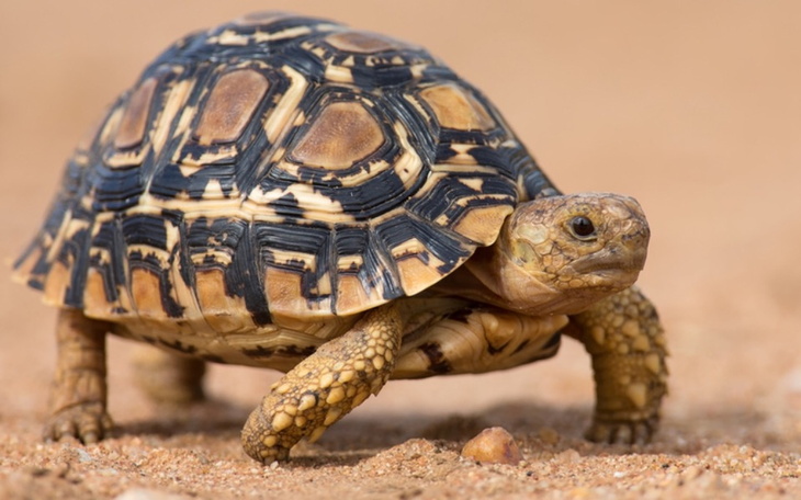 Zbiórka żółwia - zdjęcie główne