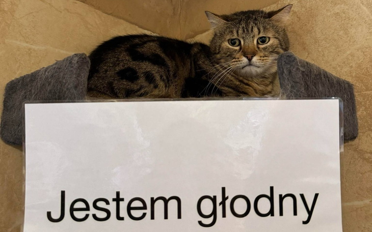 Kot siedzący na półce z napisem 'Jestem głodny'.