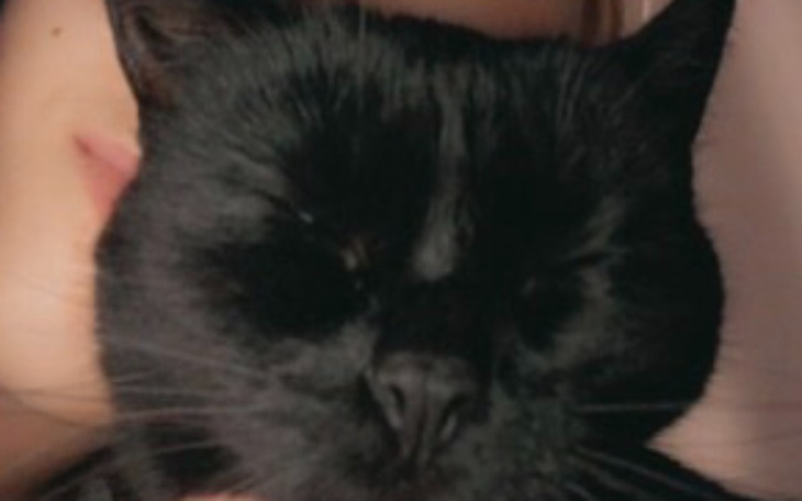 Zbiórka Zbieram na przysmaczki dla kotka - zdjęcie główne