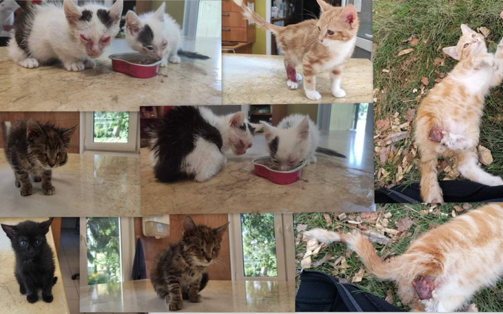 Zbiórka Bez pomocy umrzemy... - zdjęcie główne