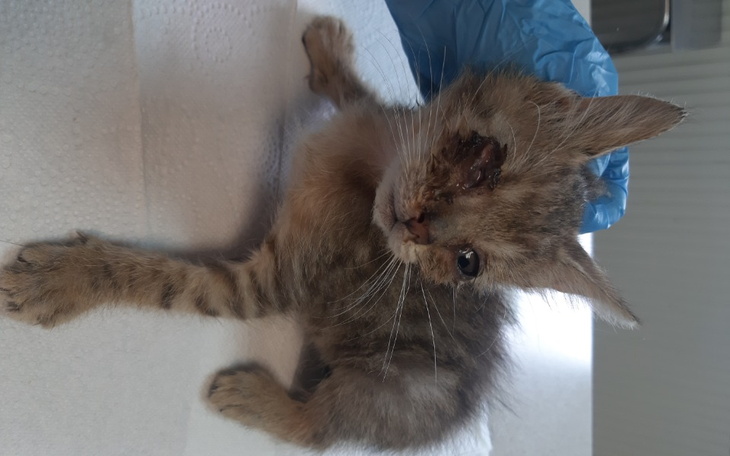 Zbiórka Stracę oko, pomóż mi - zdjęcie główne