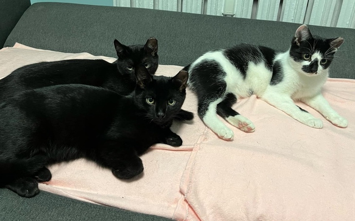 Zbiórka Pieniążki dla Dyzia i Zyzia - zdjęcie główne