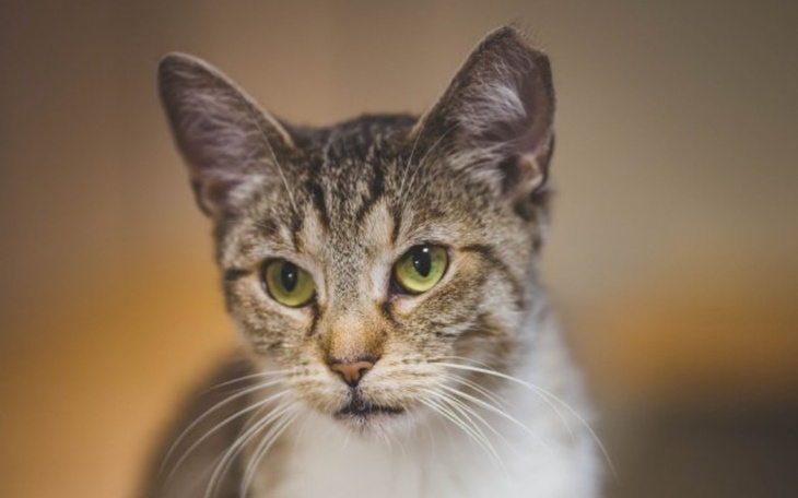 Zbiórka Pozwólmy Malonce żyć bez bólu - zdjęcie główne