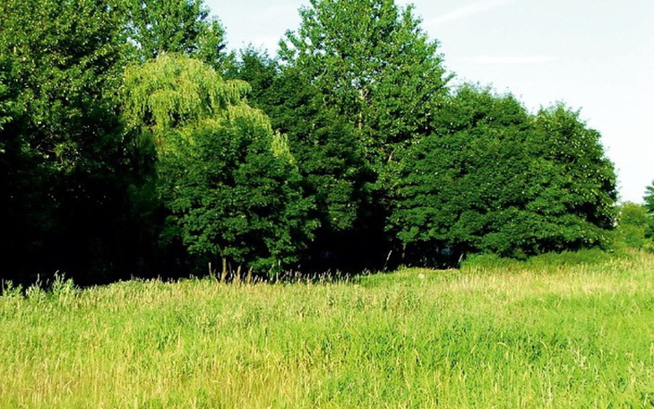 Zbiórka zbiórka marzenie działki - zdjęcie główne