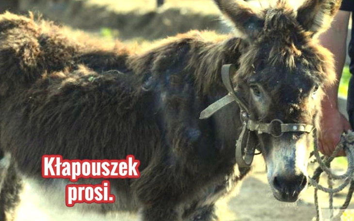 Zbiórka Kłapouszek prosi. - zdjęcie główne