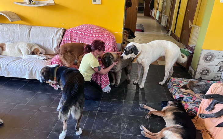 Kobieta w schronisku, otoczona psami, w radosnej atmosferze.