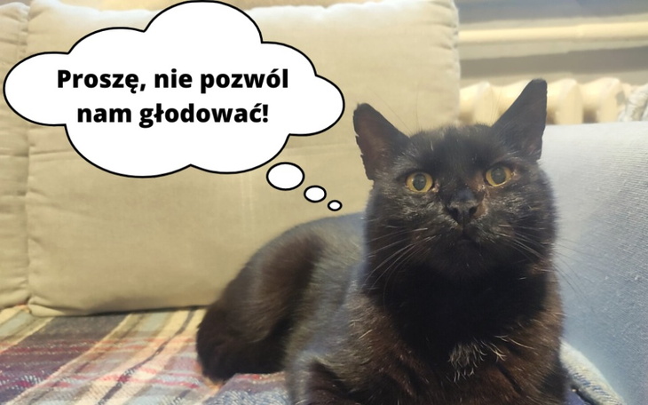 Zbiórka By bezdomne koty nie były głodne - zdjęcie główne