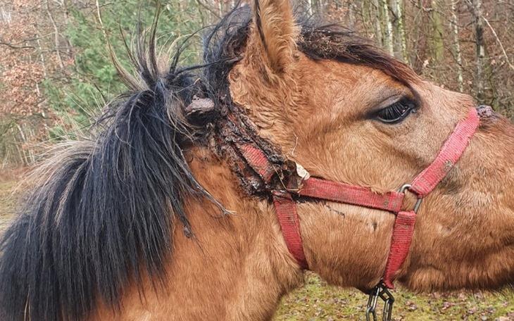 Zbiórka Interwencja Lwówek Śląski - zdjęcie główne