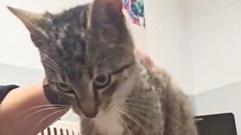Zbiórka Maleńki Zetor w ulewie uratowany - miniaturka zdjęcia