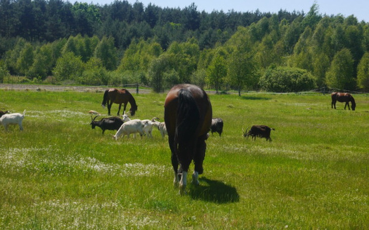 Zbiórka Zwierzęta potrzebują  pomocy ! - zdjęcie główne