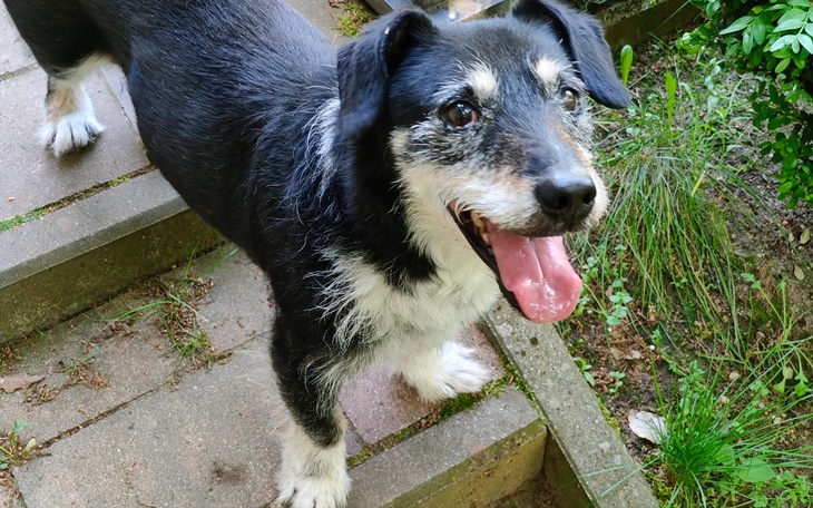 Zbiórka Leczenie znajdki z trasy - zdjęcie główne