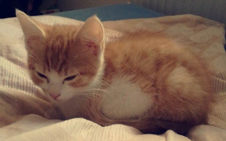 Zbiórka Móżdżek Alexa - zdjęcie główne