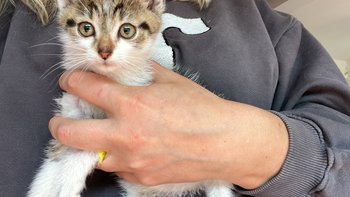 Zbiórka Ratujemy bezdomne maluchy - miniaturka zdjęcia