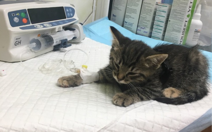 Zbiórka Pomoc w leczeniu Haribo - zdjęcie główne