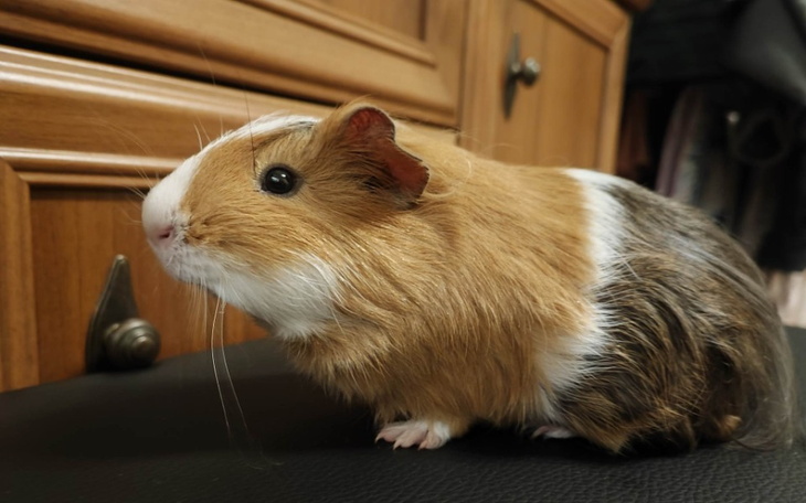 Zbiórka Na ratunek gryzoniom i królikom - zdjęcie główne