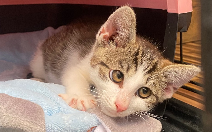 Zbiórka Dla kociaków bezdomniakow - zdjęcie główne