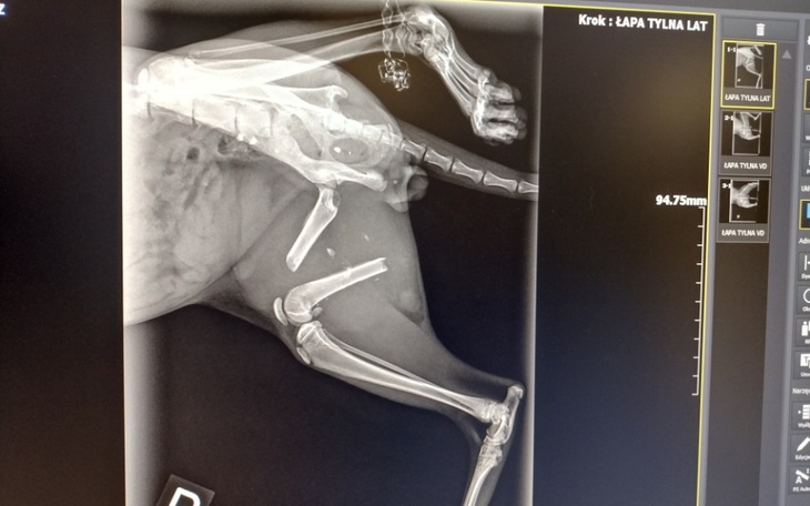 Rentgen psa pokazujący kontuzję łapy.