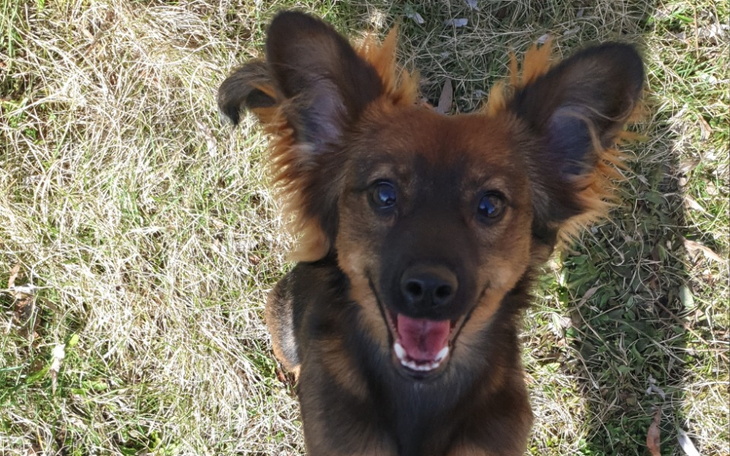 Pies z uśmiechem, na tle trawy.